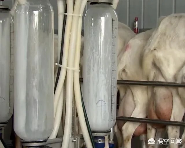 奶山羊怎样提高产量和品质?