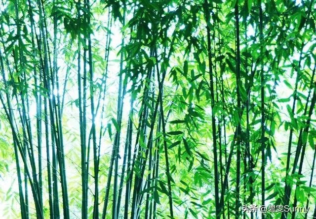 潇湘馆的竹子是如何描写的？