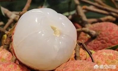 杨贵妃要等多久才能吃到新鲜荔枝?