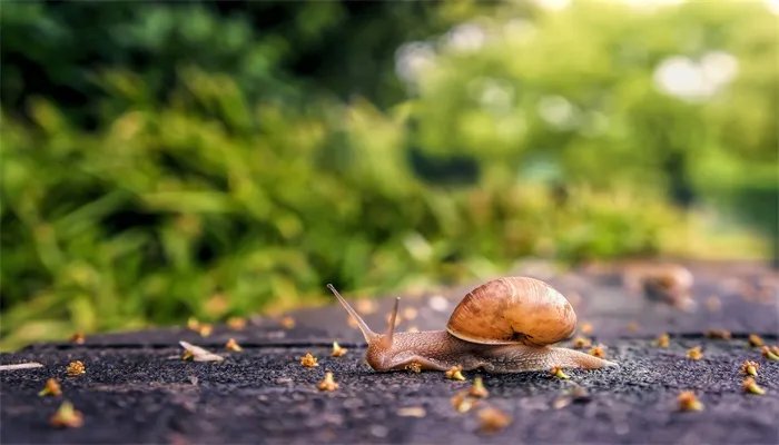 世界上牙齿最多的动物是什么 什么是世界上牙齿最多的动物
