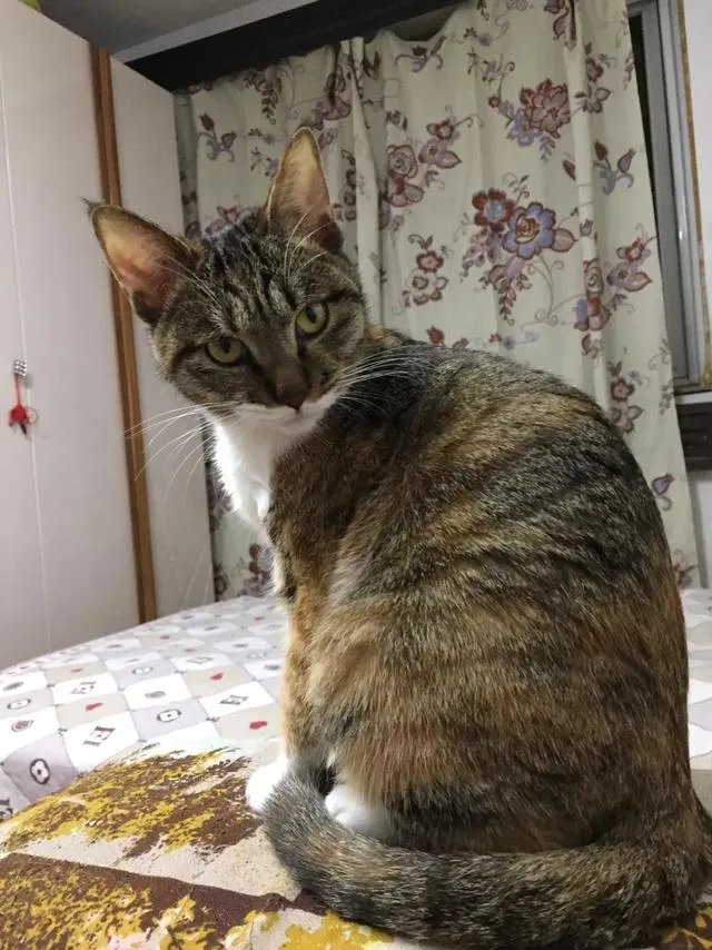 当你的猫或者狗狗去世之后,你还会再养吗?