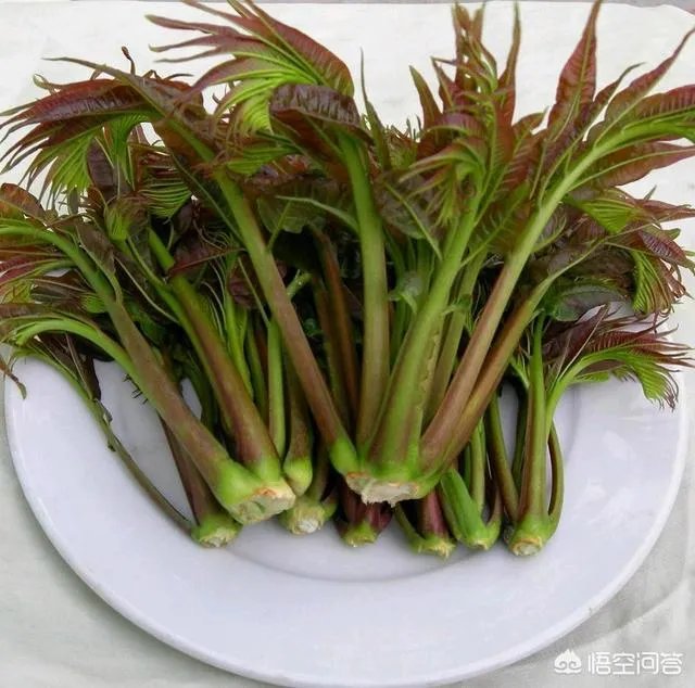春芽树和香椿的区别