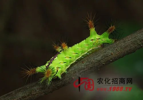 茶树桑褐刺蛾的形态特征