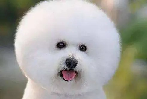 圆圆的什么