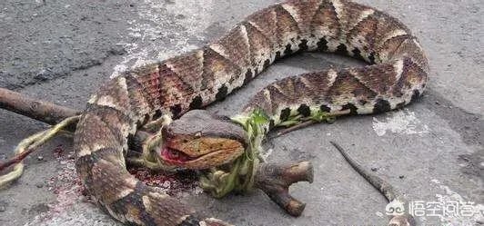蛇怕烟油