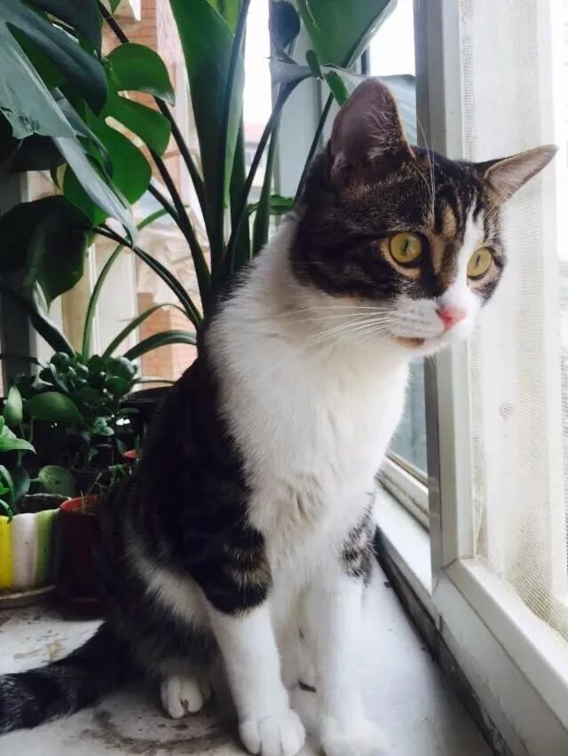 当你的猫或者狗狗去世之后,你还会再养吗?