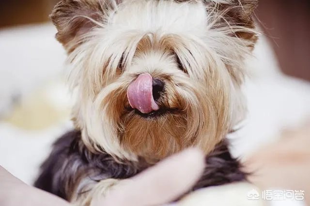 当你的猫或者狗狗去世之后,你还会再养吗?