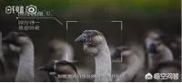 腾讯养鹅、网易养猪、天猫养猫、京东养鸡，为何大佬们都搞上农业？