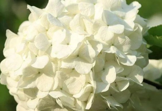 北方四季常青又耐寒的花树有哪些？