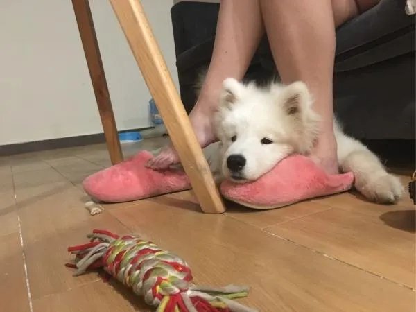 萨摩耶到底有多蠢?