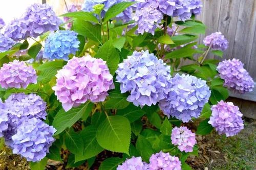 北方四季常青又耐寒的花树有哪些？