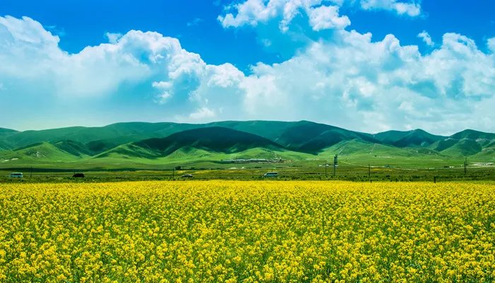 宁波哪里可以看油菜花 宁波哪里看油菜花最好