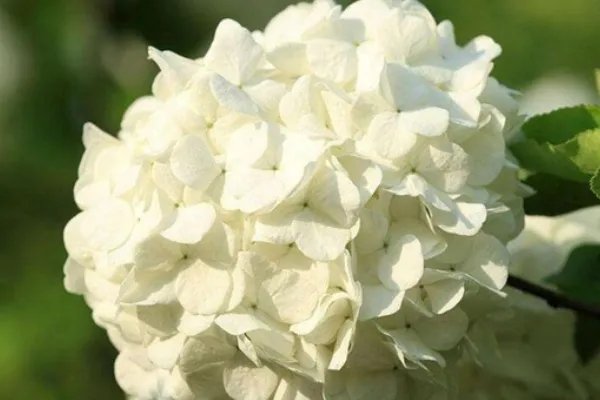 北方四季常青又耐寒的花树有哪些？