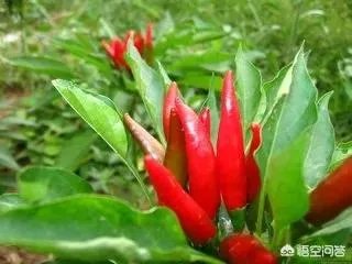小雪节气适合吃什么?