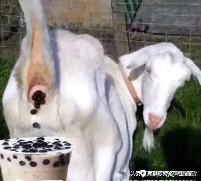 有哪些搞笑的手机壁纸?
