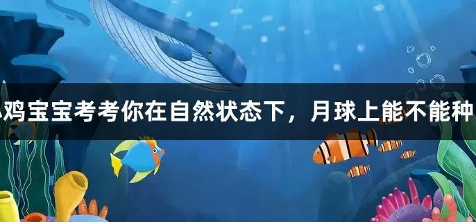 在自然状态下，月球上能不能种菜