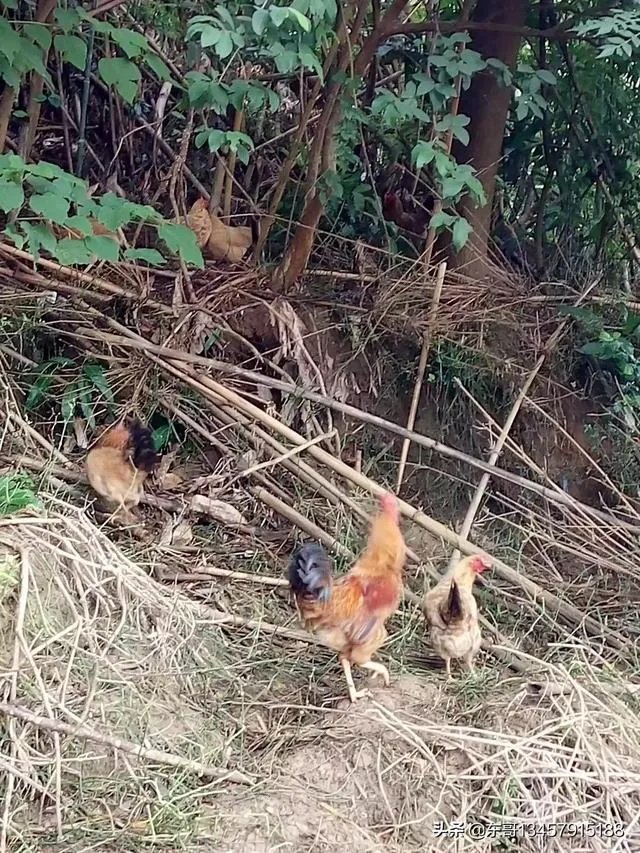 两家土鸡养殖场能挨在一起吗？