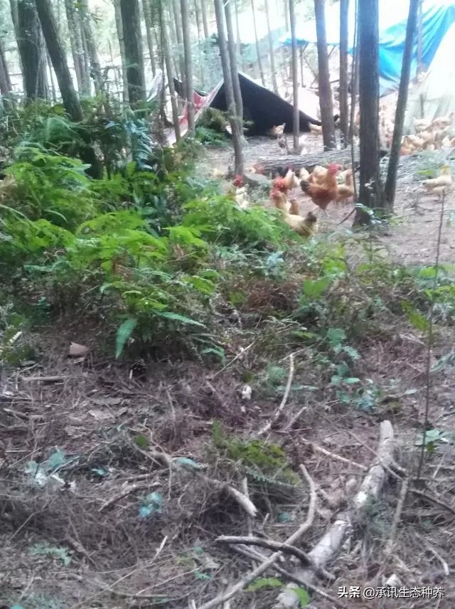 两家土鸡养殖场能挨在一起吗？