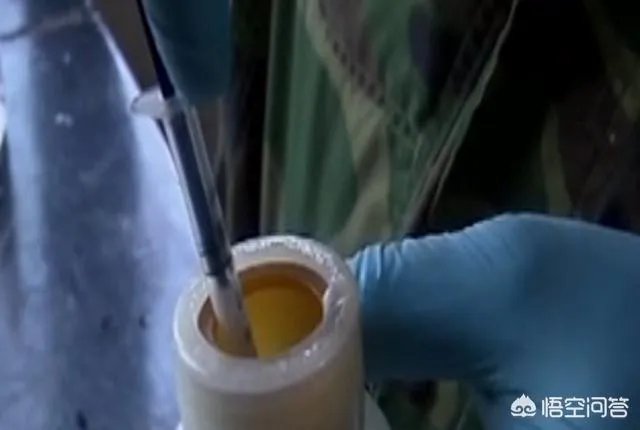 奶山羊怎样提高产量和品质?