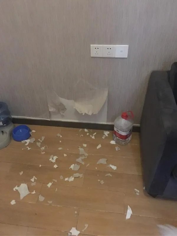 萨摩耶到底有多蠢?