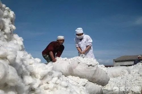 今年棉花价格走势会持续下跌吗?有没有对策?