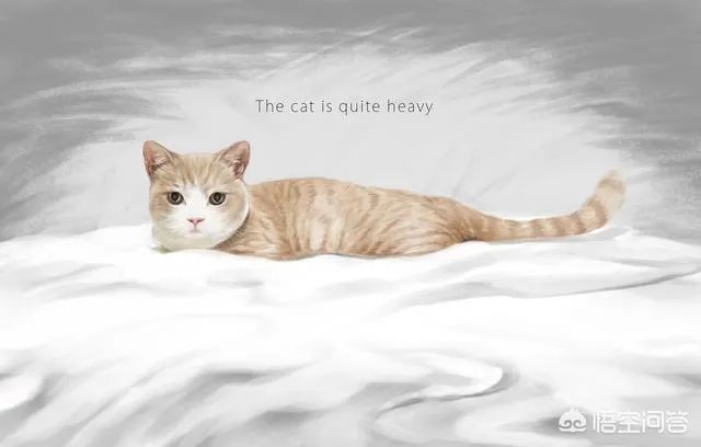 当你的猫或者狗狗去世之后,你还会再养吗?