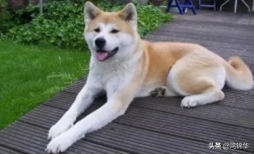 秋田犬适合家养吗？