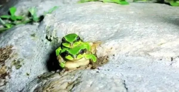雨蛙是什么？为何会在秦岭出现？