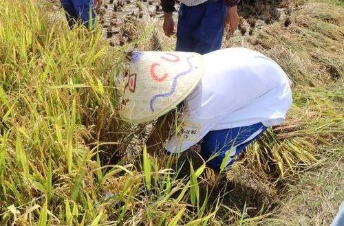 建议鼓励大中小学开设学农实践,这一建议为的是什么?