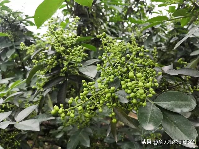 今年花椒树狂枝多怎么办?