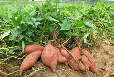 家里放了这一宝全家老少不得癌(图)