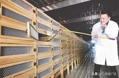 蛇类养殖如何避免蛇吃蛇？