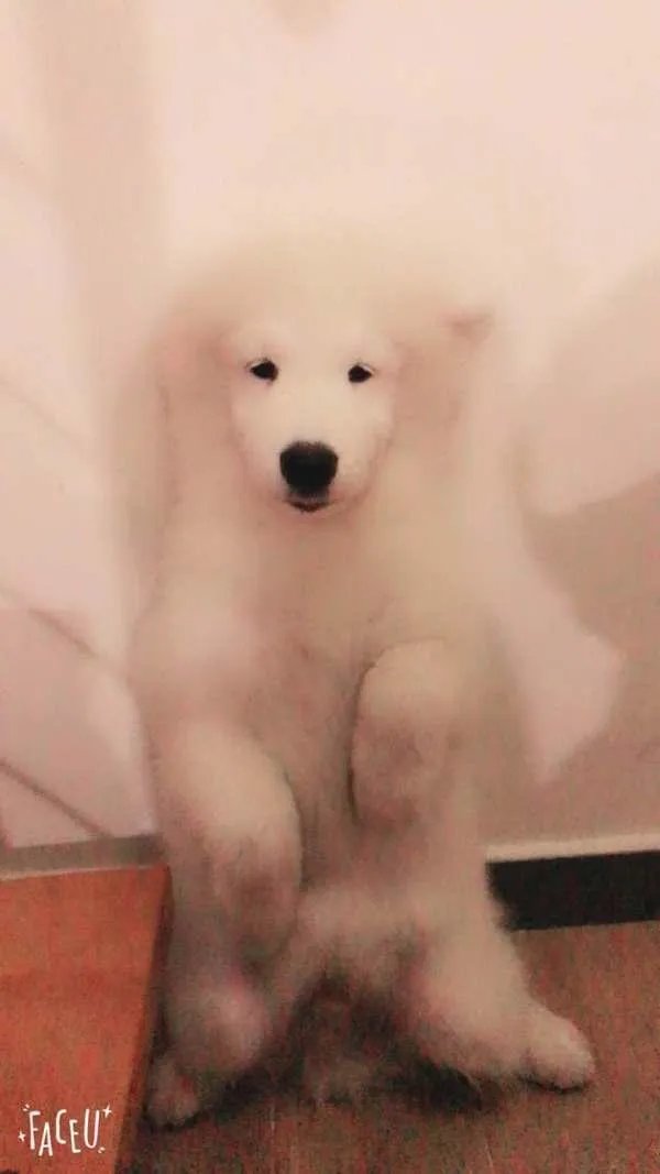 萨摩耶到底有多蠢?