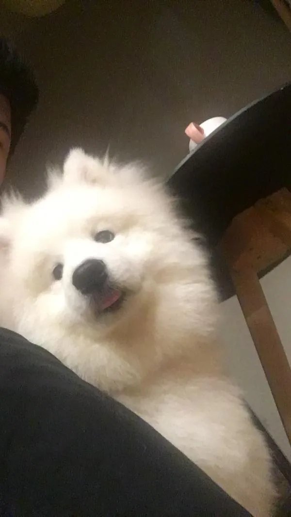 萨摩耶到底有多蠢?