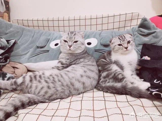 如何看待“给每个员工发一只猫，离职的话要退还猫给公司，可以起到稳定团队的作用”这句话？