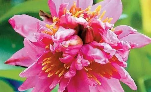 广州七蒂莲获吉尼斯世界纪录,你见过七蒂莲吗?