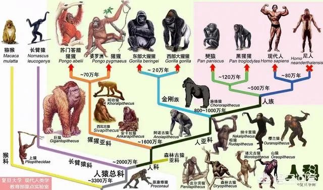有没有可能地球是人类的监狱？我们却是外星物种，恐龙被我们清场了？