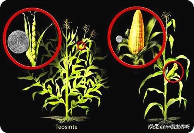 如果达尔文的进化论是正确的,人类最后会进化成什么模样?