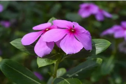 北方四季常青又耐寒的花树有哪些？