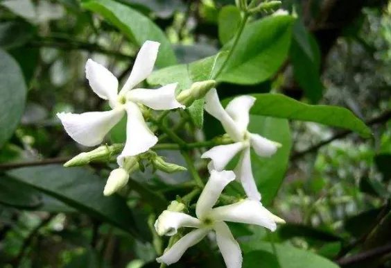北方四季常青又耐寒的花树有哪些？