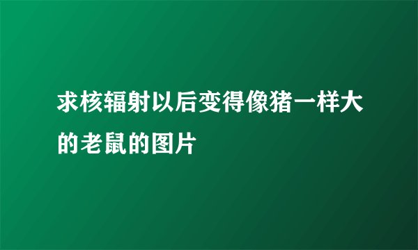 求核辐射以后变得像猪一样大的老鼠的图片