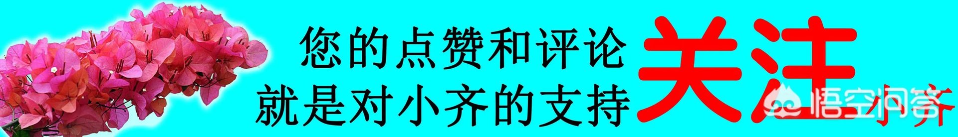 下图这是什么花？