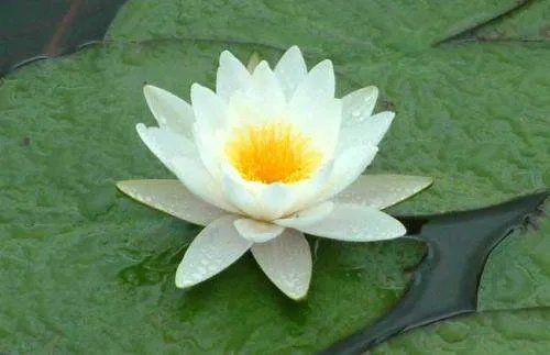 南开录取通知书送两粒莲花种子,这其中有什么意义?