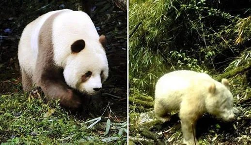 白色大熊猫被拍到什么情况：为什么变白色大熊猫真相详情
