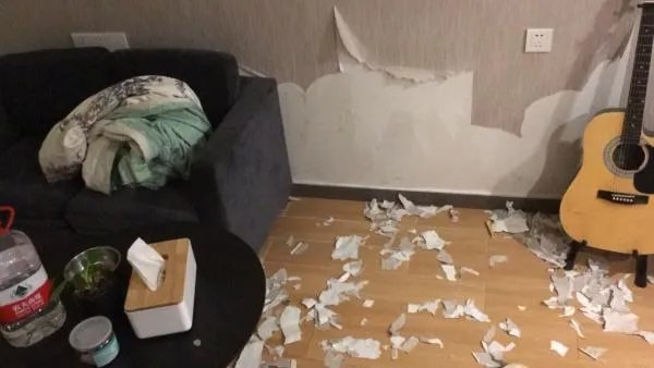 萨摩耶到底有多蠢?