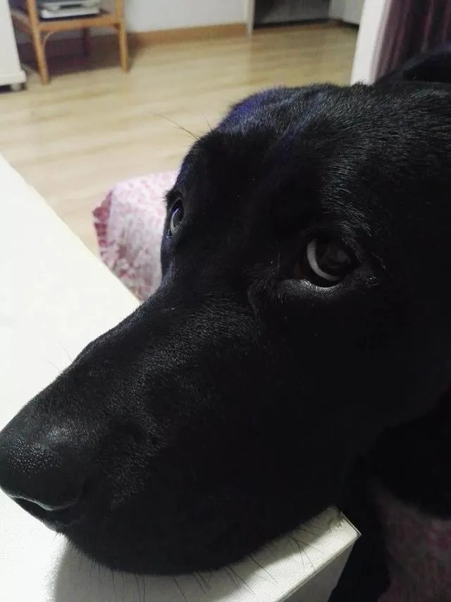当你的猫或者狗狗去世之后,你还会再养吗?