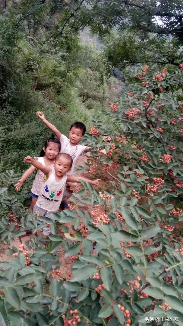 今年花椒树狂枝多怎么办?