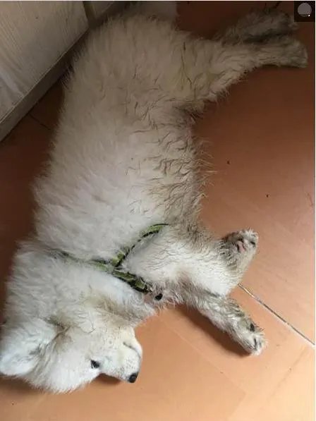 萨摩耶到底有多蠢?