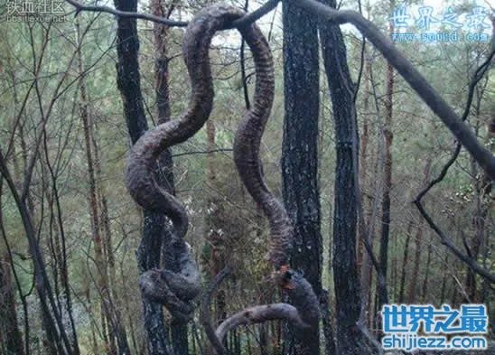 挖掘机挖出16米长巨蛇,权威揭秘真相(图)