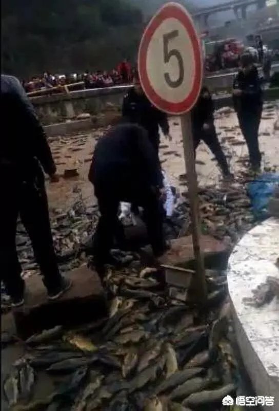 云南盐津发生交通事故,造成5人遇难8人受伤,几吨鱼从天而降是怎么回事?